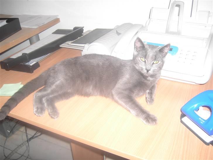 Huskat Balu '' solgt '' billede 12