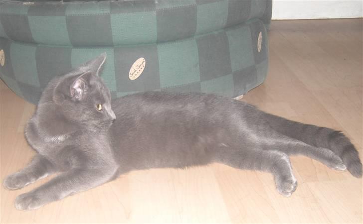 Huskat Balu '' solgt '' billede 13