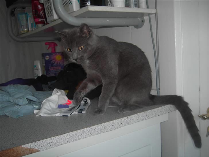 Huskat Balu '' solgt '' billede 14