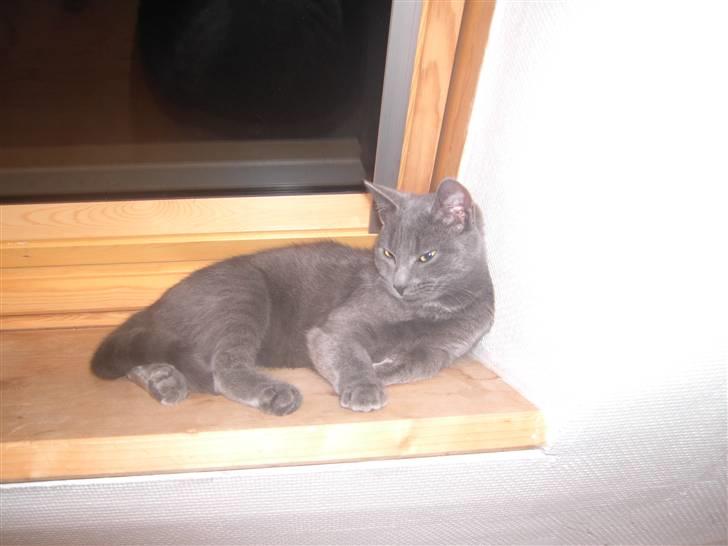 Huskat Balu '' solgt '' billede 15