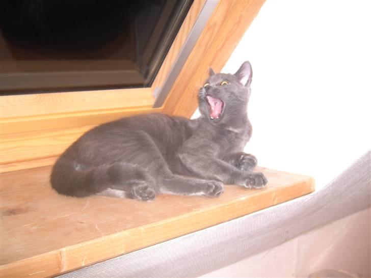 Huskat Balu '' solgt '' - Puha nu er jeg altså træt ! billede 16