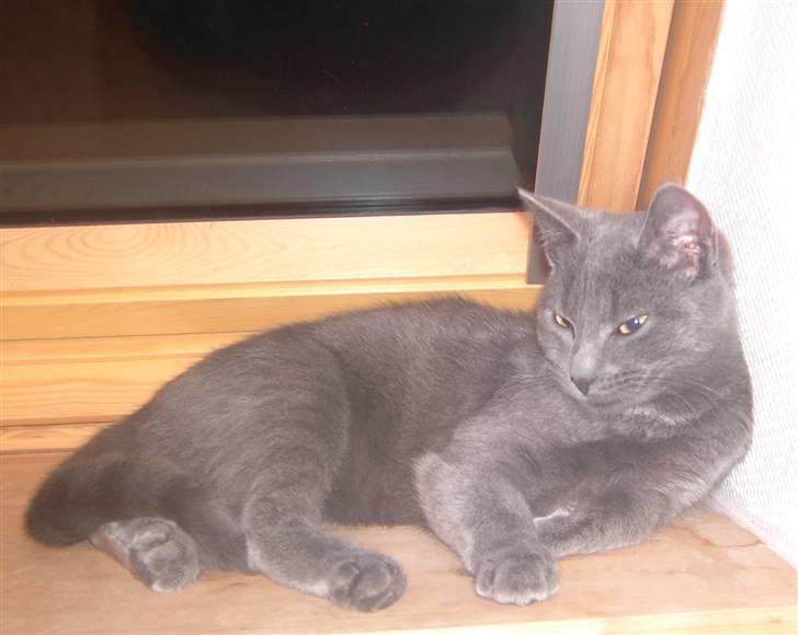 Huskat Balu '' solgt '' billede 17