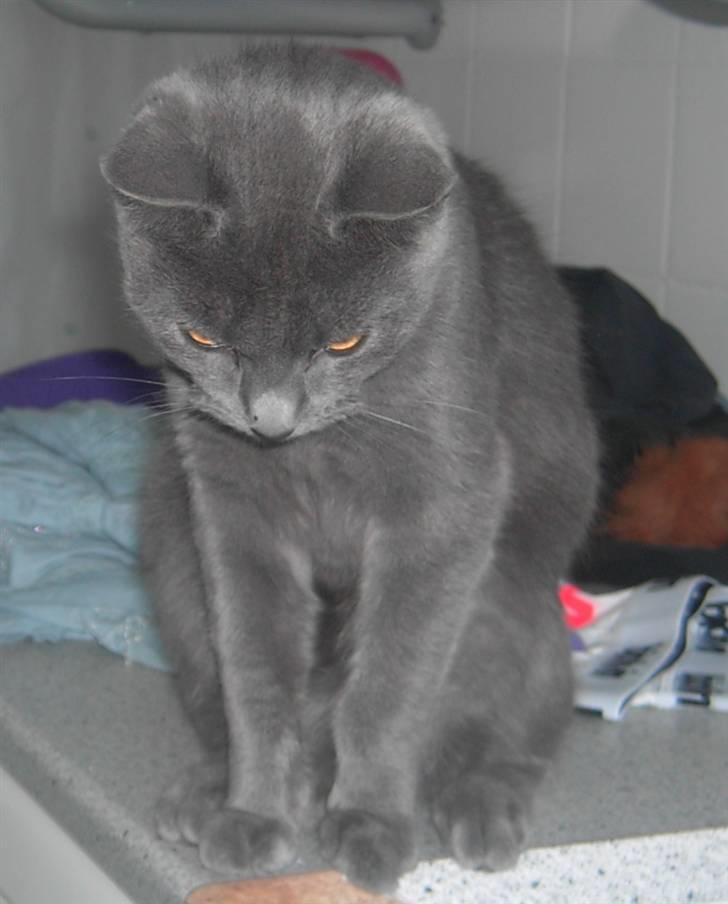 Huskat Balu '' solgt '' billede 18