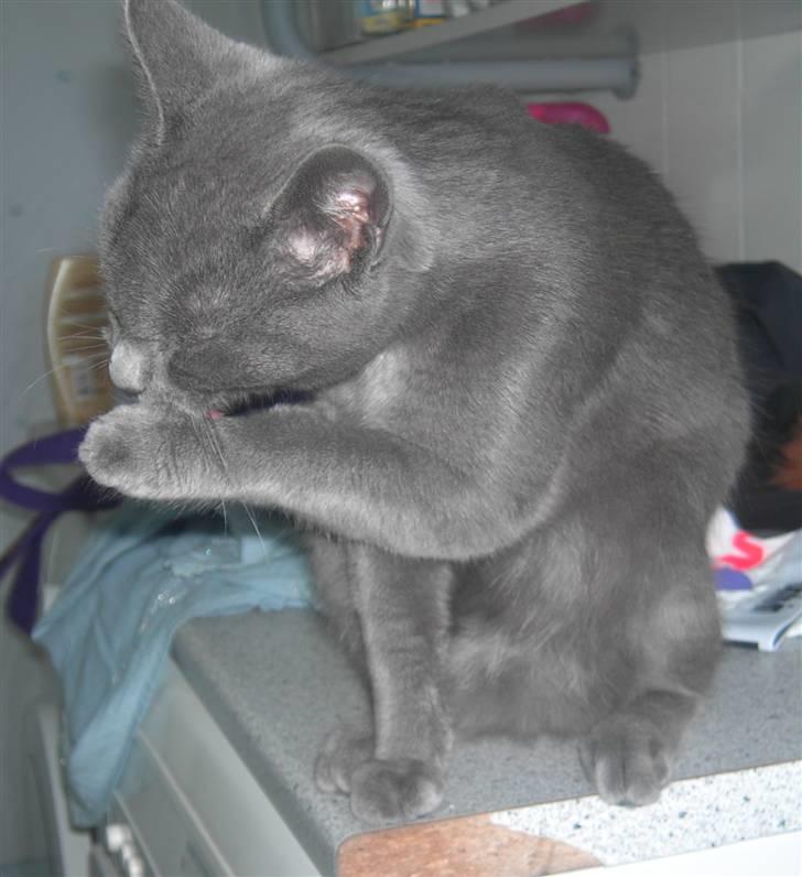 Huskat Balu '' solgt '' billede 19