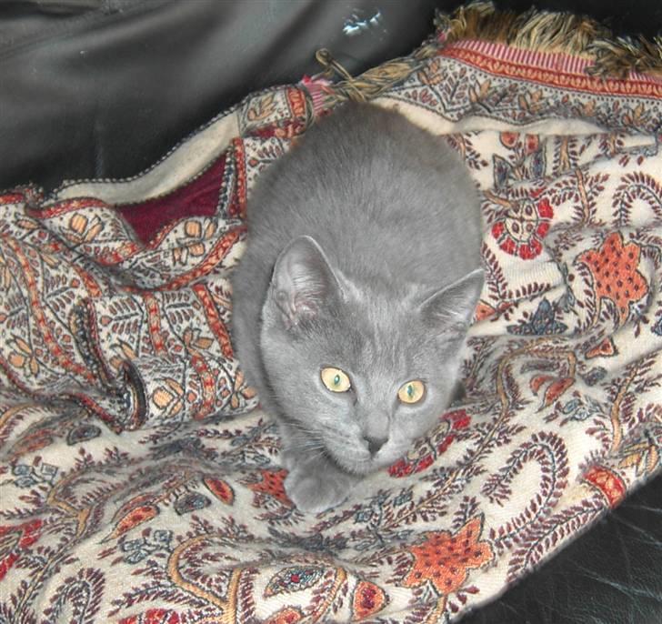 Huskat Balu '' solgt '' billede 20