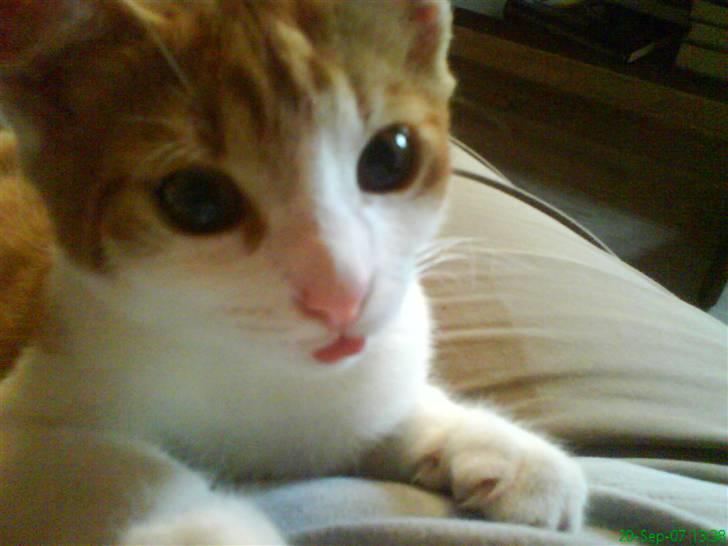 Blanding af racer Stumpie billede 1