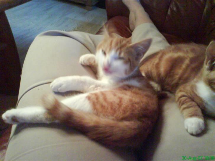 Blanding af racer Stumpie billede 2