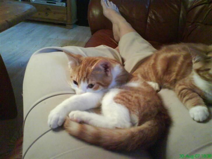 Blanding af racer Stumpie billede 3