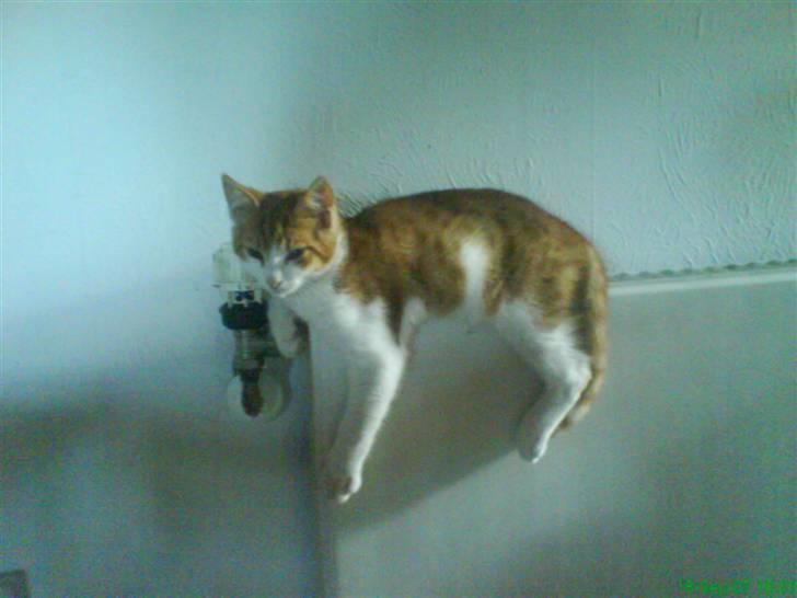 Blanding af racer Stumpie billede 4