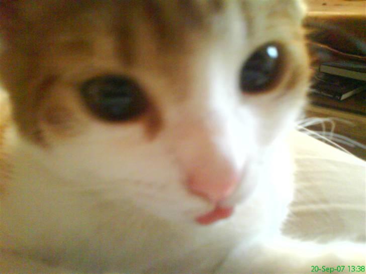 Blanding af racer Stumpie billede 5