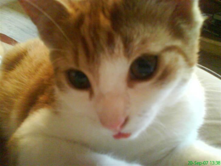 Blanding af racer Stumpie billede 6