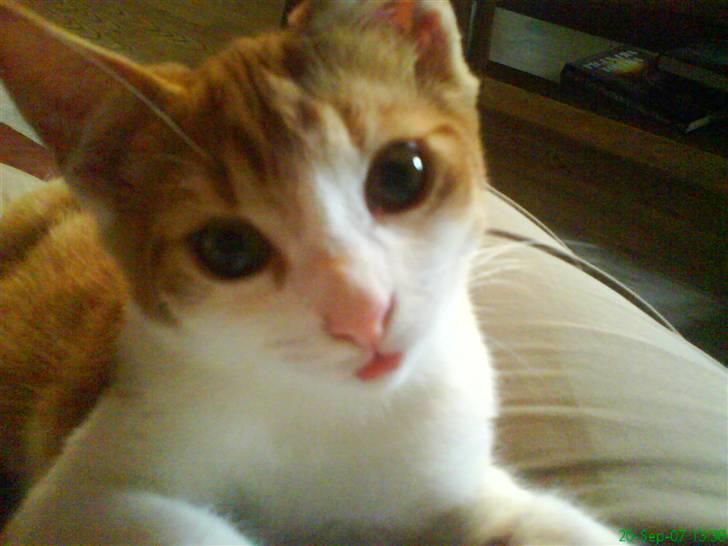 Blanding af racer Stumpie billede 7