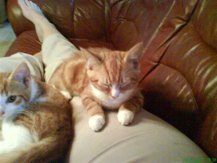 Blanding af racer Shorty ***** DØD**** billede 1