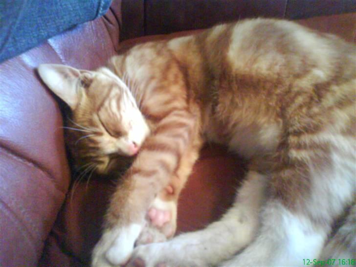 Blanding af racer Shorty ***** DØD**** billede 2