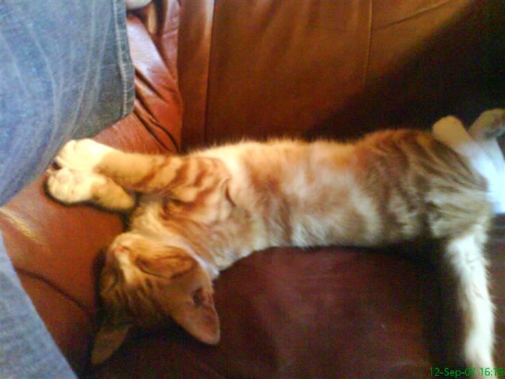 Blanding af racer Shorty ***** DØD**** billede 3