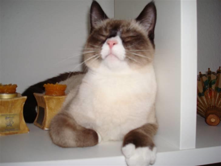 Blanding af racer Duchesse - "Hvem er den smukkeste i landet her?" billede 7