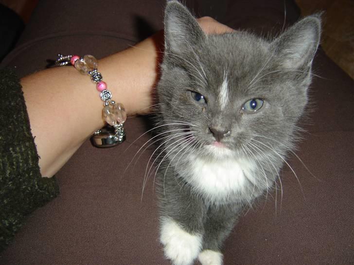 Blanding af racer cirkeline billede 17