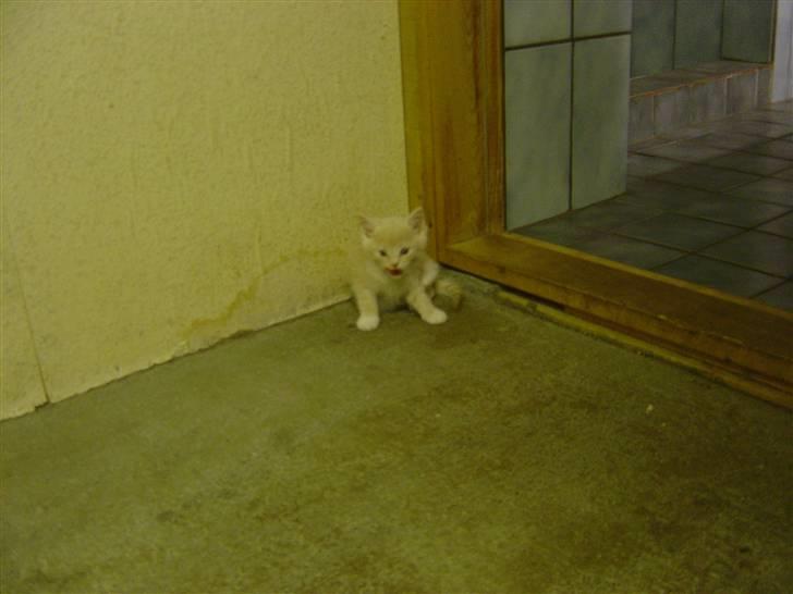 Blanding af racer cirkeline billede 18