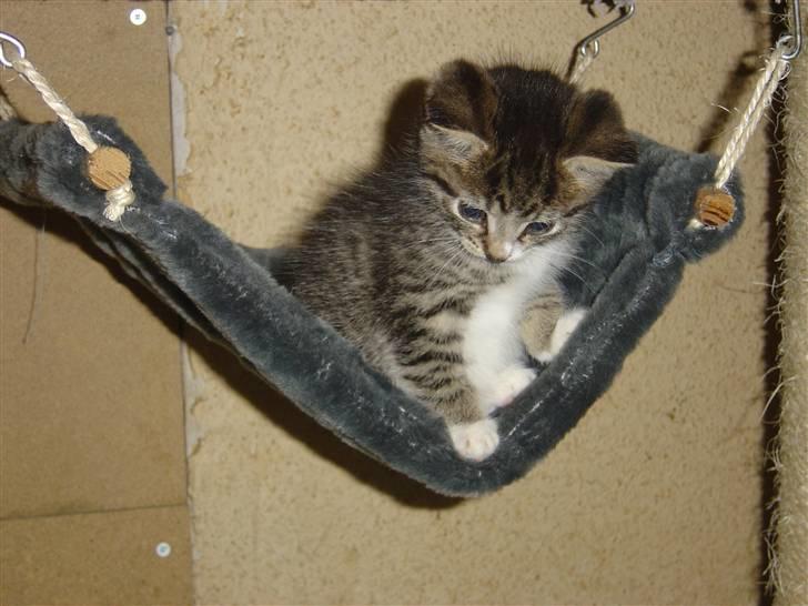 Blanding af racer cirkeline billede 19