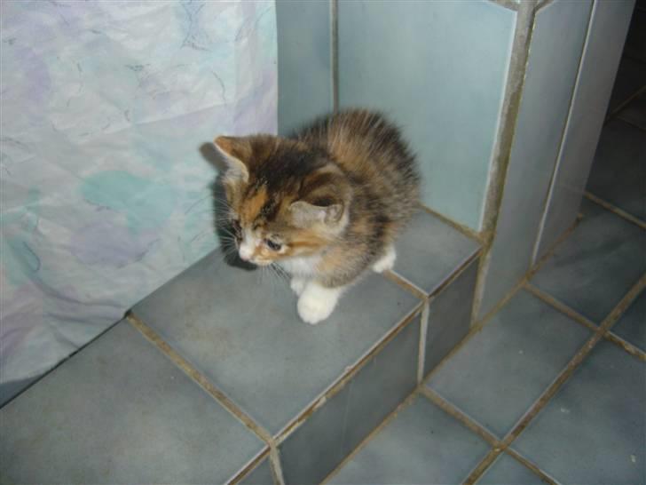 Blanding af racer cirkeline billede 20