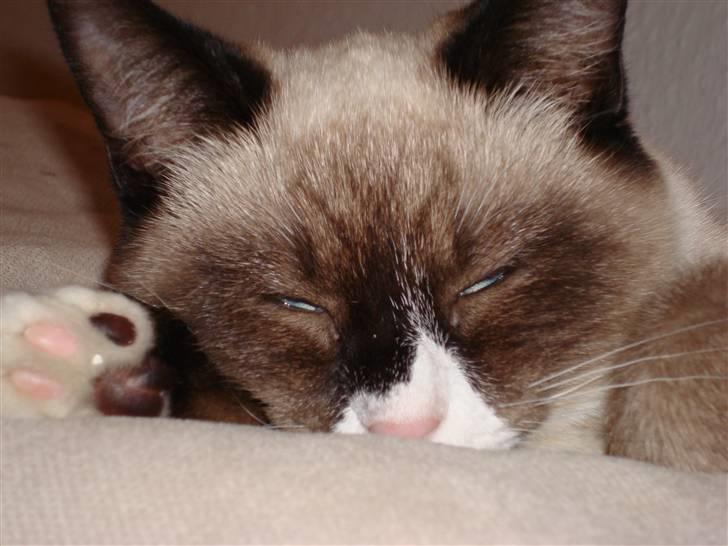 Blanding af racer Duchesse - Smukkke mis billede 8