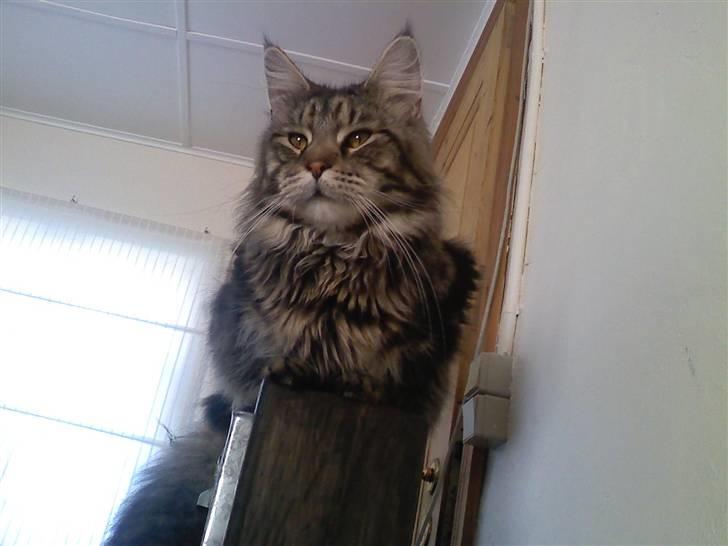 Maine Coon Athilla - Her ligger man jo meget godt! billede 3