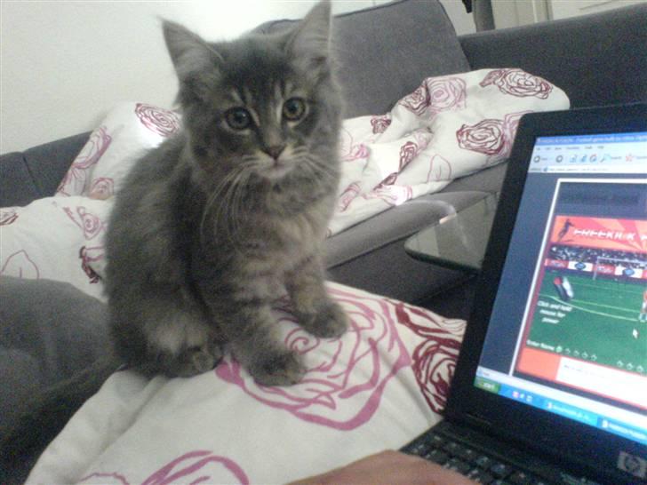 Blanding af racer Mille - Mille elsker når vi sidder med computeren. Og holder øje med musen :o)  billede 1