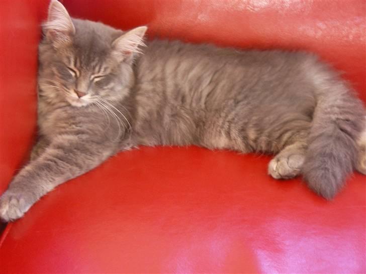 Blanding af racer Mille - 4-11--2007 billede 2