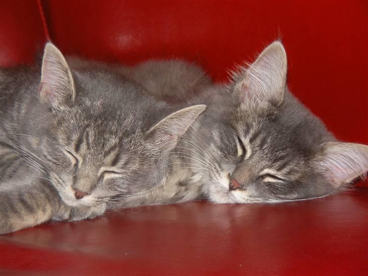 Blanding af racer Mille - Det er Mille til højre. billede 3