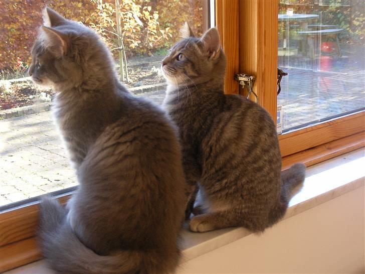 Blanding af racer Mille - Mille og Trille hendes søster, sidder og kigger på alle de flyvende pipdyr. Det er Mille til venstre. billede 4