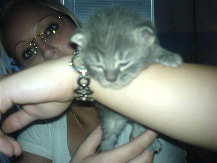 Blanding af racer Mille - Det aller første billed af Mille.  billede 5