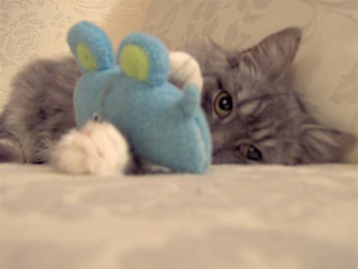 Blanding af racer Norsk Skovkat Trille - Ligger lige og putter med min mus Tutter.. billede 1