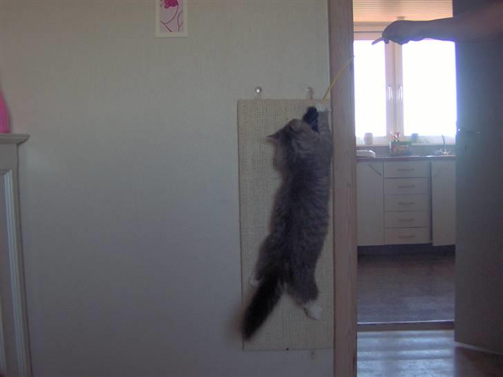 Blanding af racer Norsk Skovkat Trille - Elsker at klatre op af mit kradsebræt.. billede 2