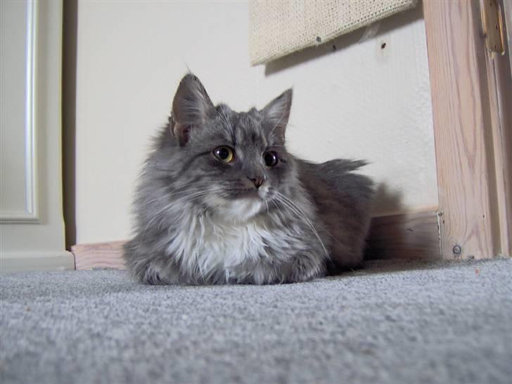 Blanding af racer Norsk Skovkat Trille - Ligger lige og holder øje med Clark.. billede 3