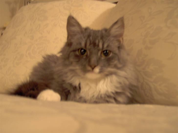 Blanding af racer Norsk Skovkat Trille - Skal vi ikke gå en tur i haven?? billede 4