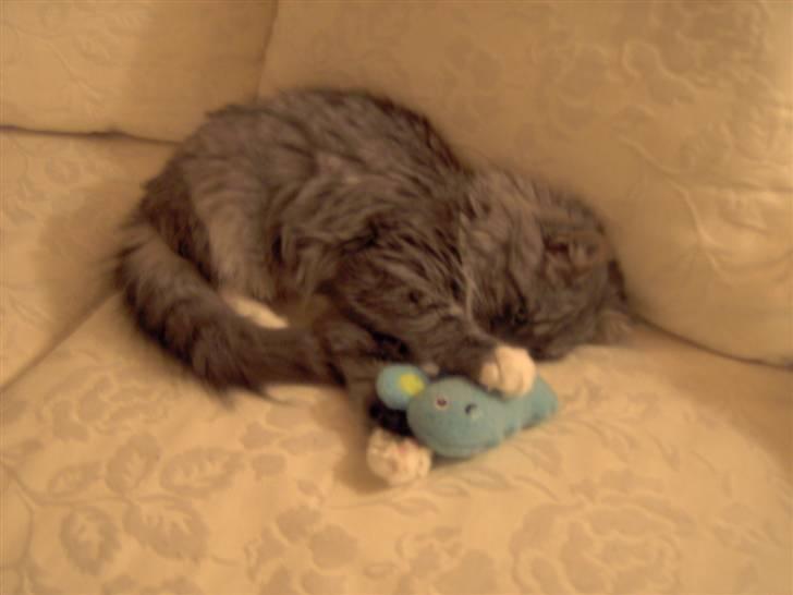 Blanding af racer Norsk Skovkat Trille - Ligger lige og putter... billede 5