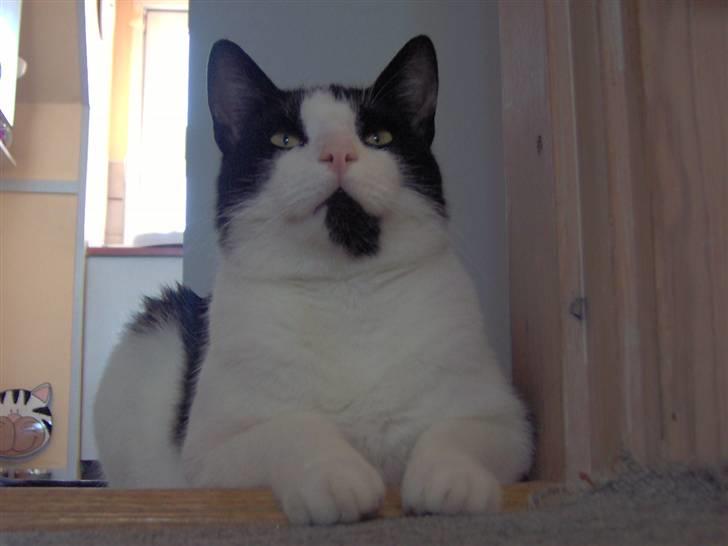 Huskat Clark - Kong Kirkebjerg.. :) billede 1