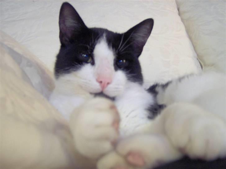 Huskat Clark - Min mor syntes lige hun skulle forstyrre mig midt i min middagslur.. billede 2