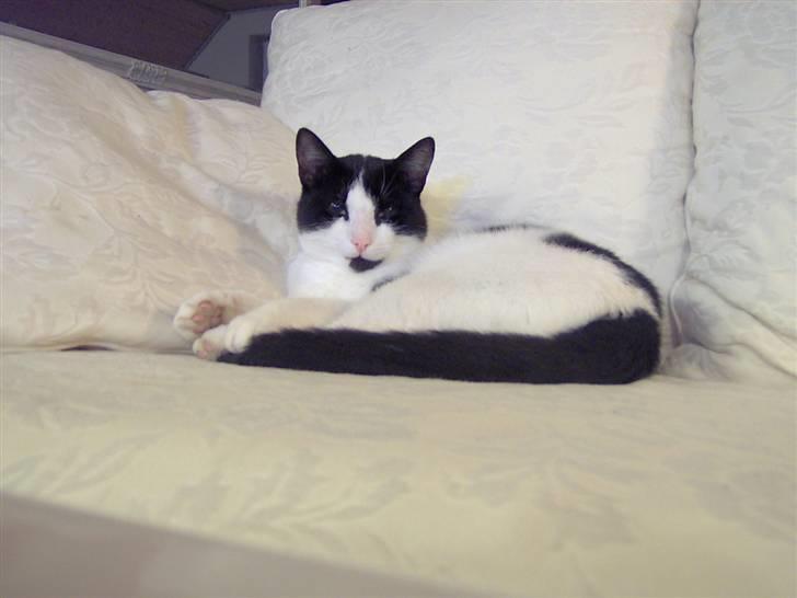 Huskat Clark - Dejlig blød sofa.. Ligger lige i mit hjørne.. billede 3