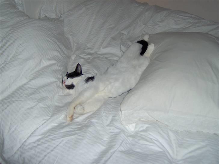 Huskat Clark - Taget på fersk gerning.. Syv sover.. billede 4