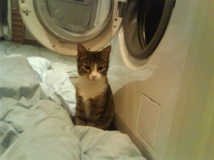 Huskat Whisky billede 17