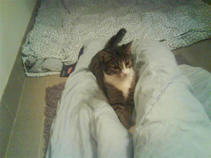 Huskat Whisky billede 18