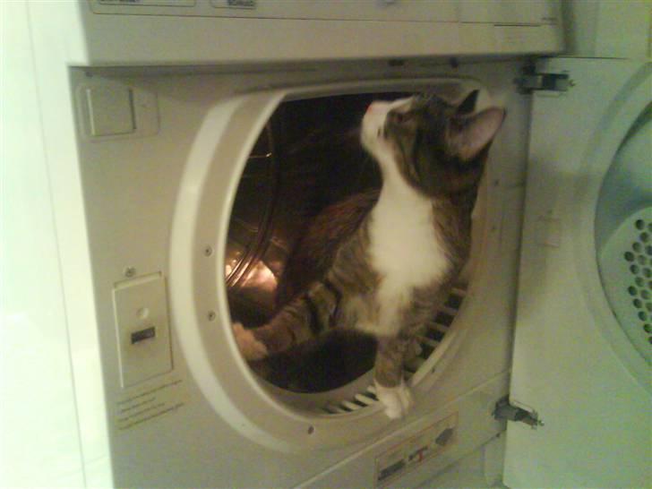 Huskat Whisky - sådan en tørretumbler er altså meeeeget spændende! billede 19