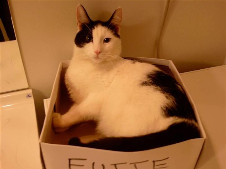 Huskat Putte billede 18