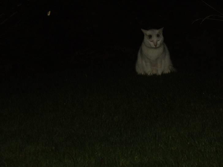 Huskat Elvis - R.I.P. smukke <3 billede 16