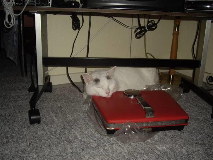 Huskat Elvis - R.I.P. smukke <3 billede 17