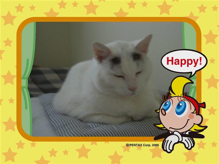 Huskat Elvis - R.I.P. smukke <3 billede 18