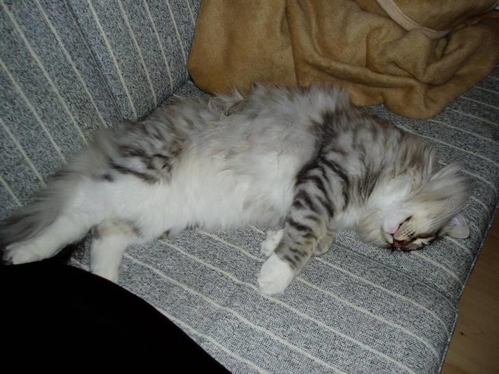 Norsk Skovkat Titan billede 19