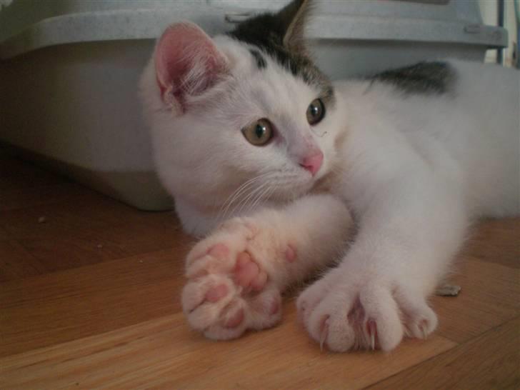 Huskat Karla billede 1