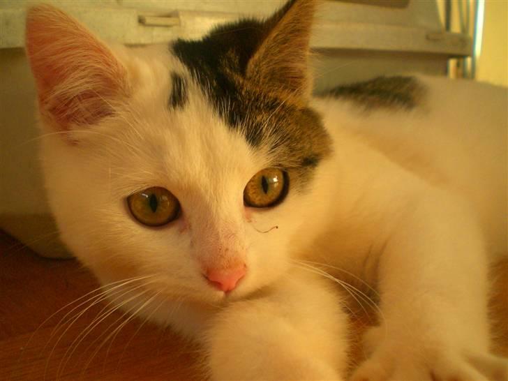 Huskat Karla billede 2